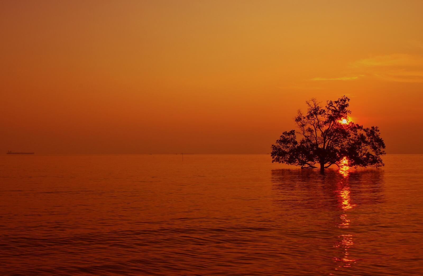 Бесплатное фото Большое дерево растет из воды на красном фоне