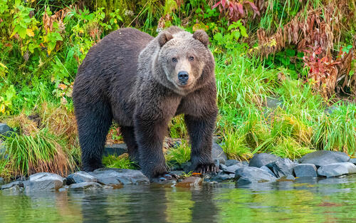 Бурый медведь на берегу реки