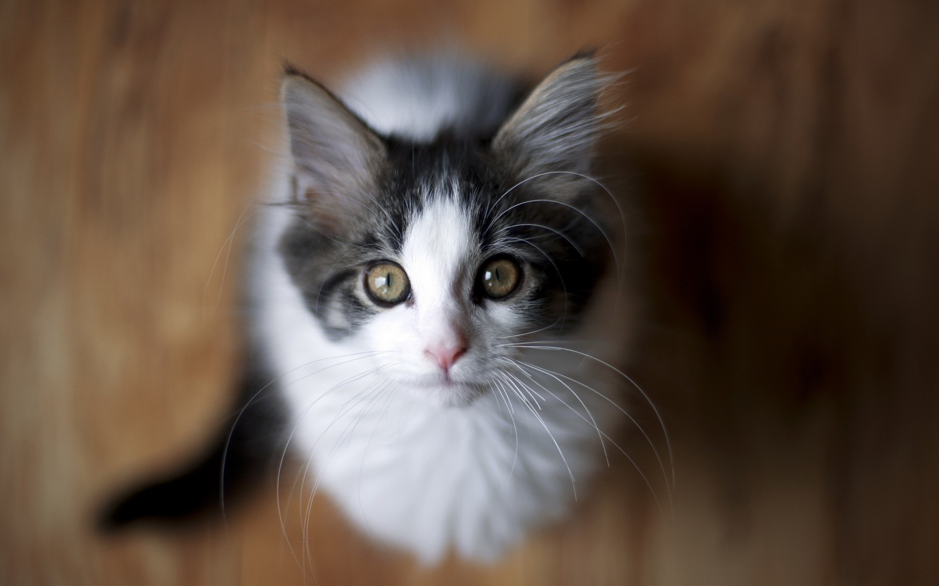 Бесплатное фото Пушистый котенок смотрит вверх