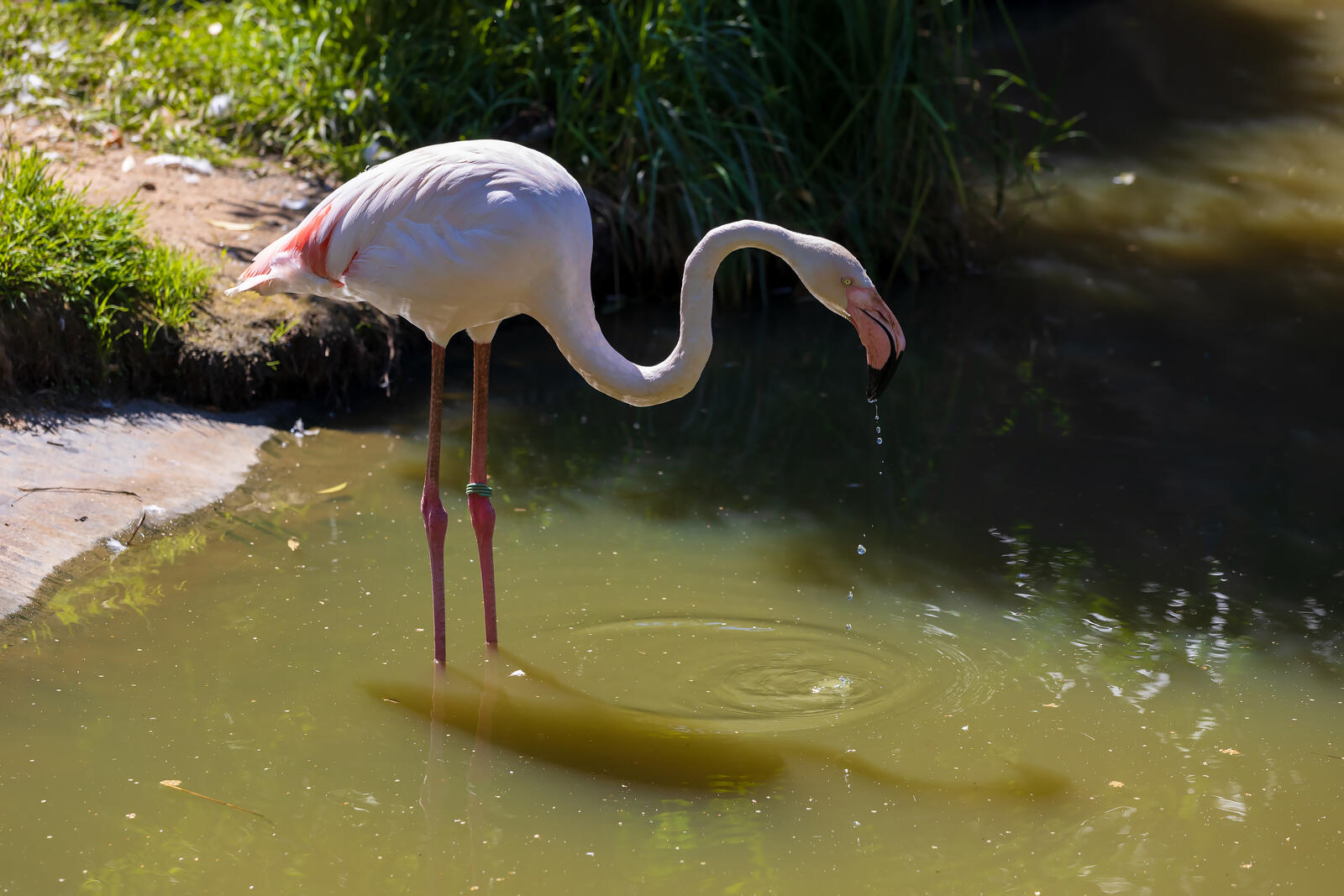 Free photo Pink flamingo