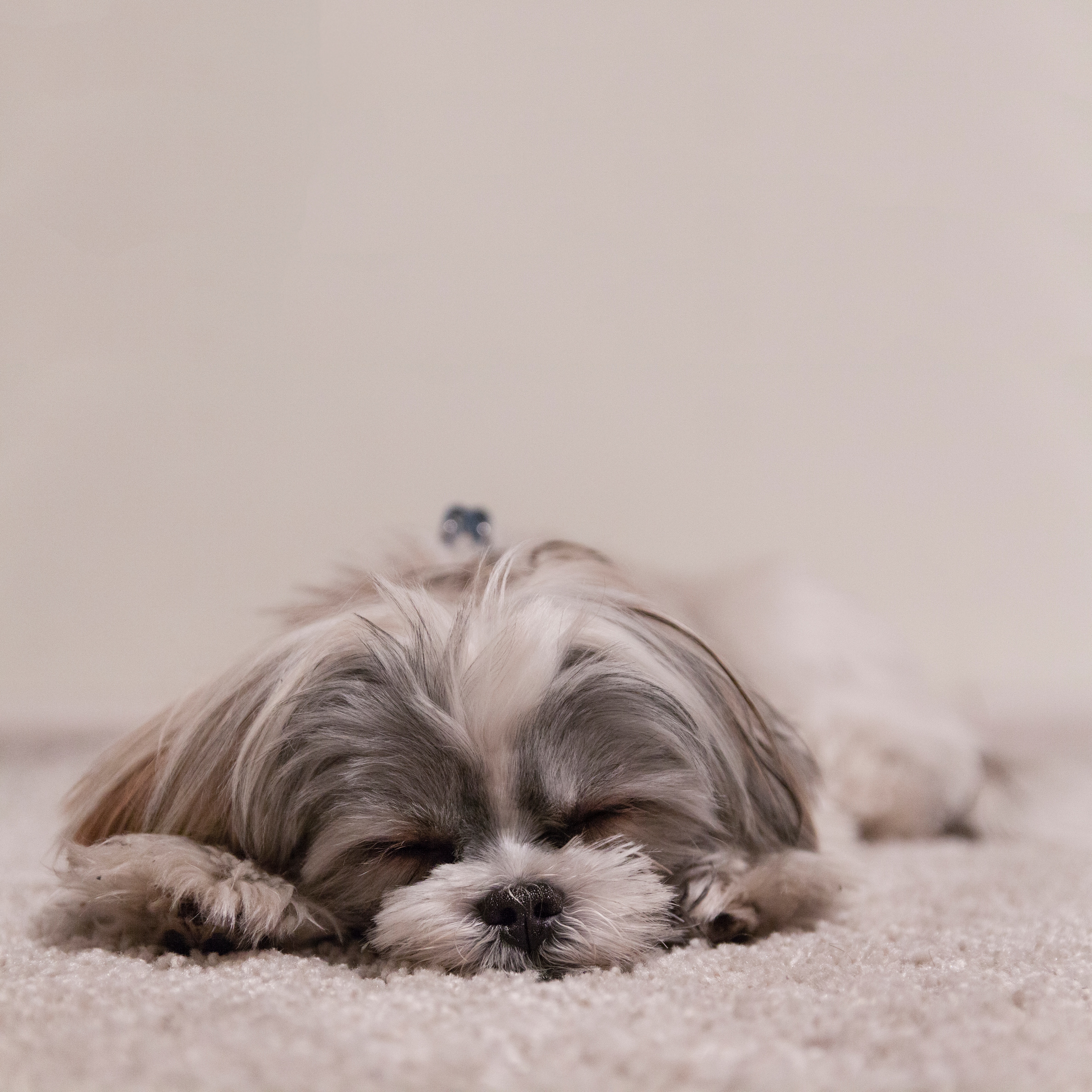 一只熟睡的拉萨阿普索小狗