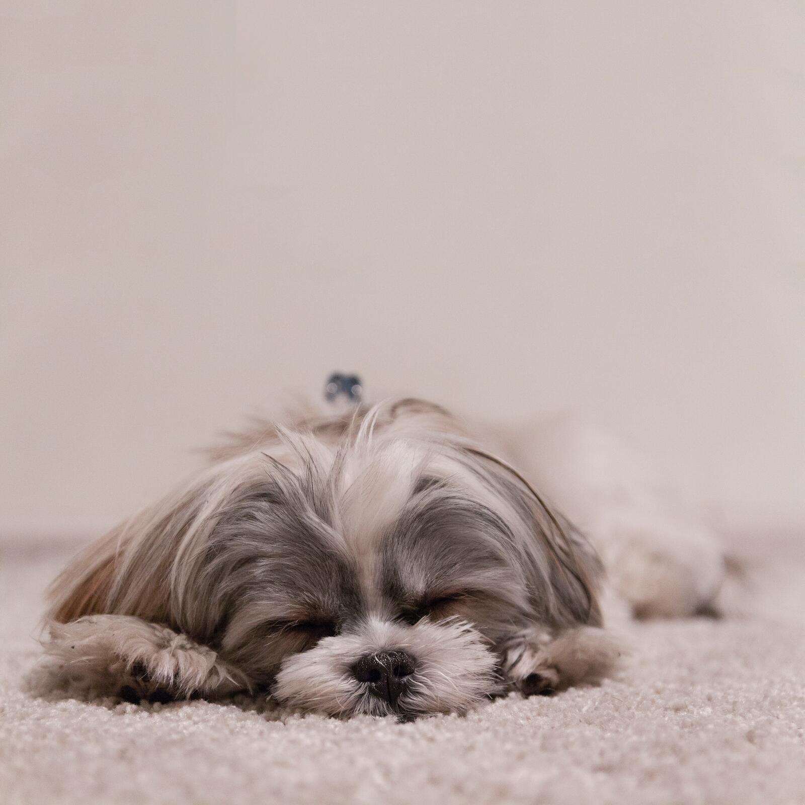 Бесплатное фото Спящий щенок Лхасский апсо