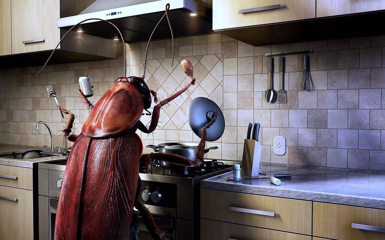 桌面上的壁纸虫子 蟑螂 厨房
