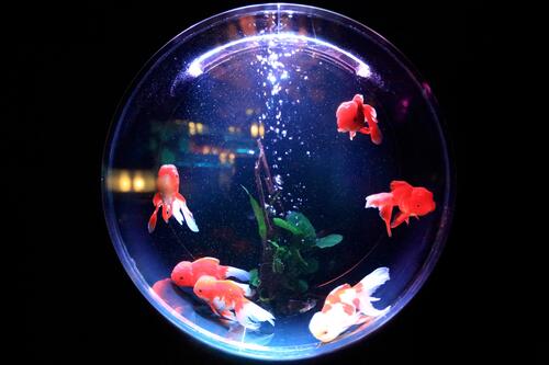 A round aquarium with goldfish.