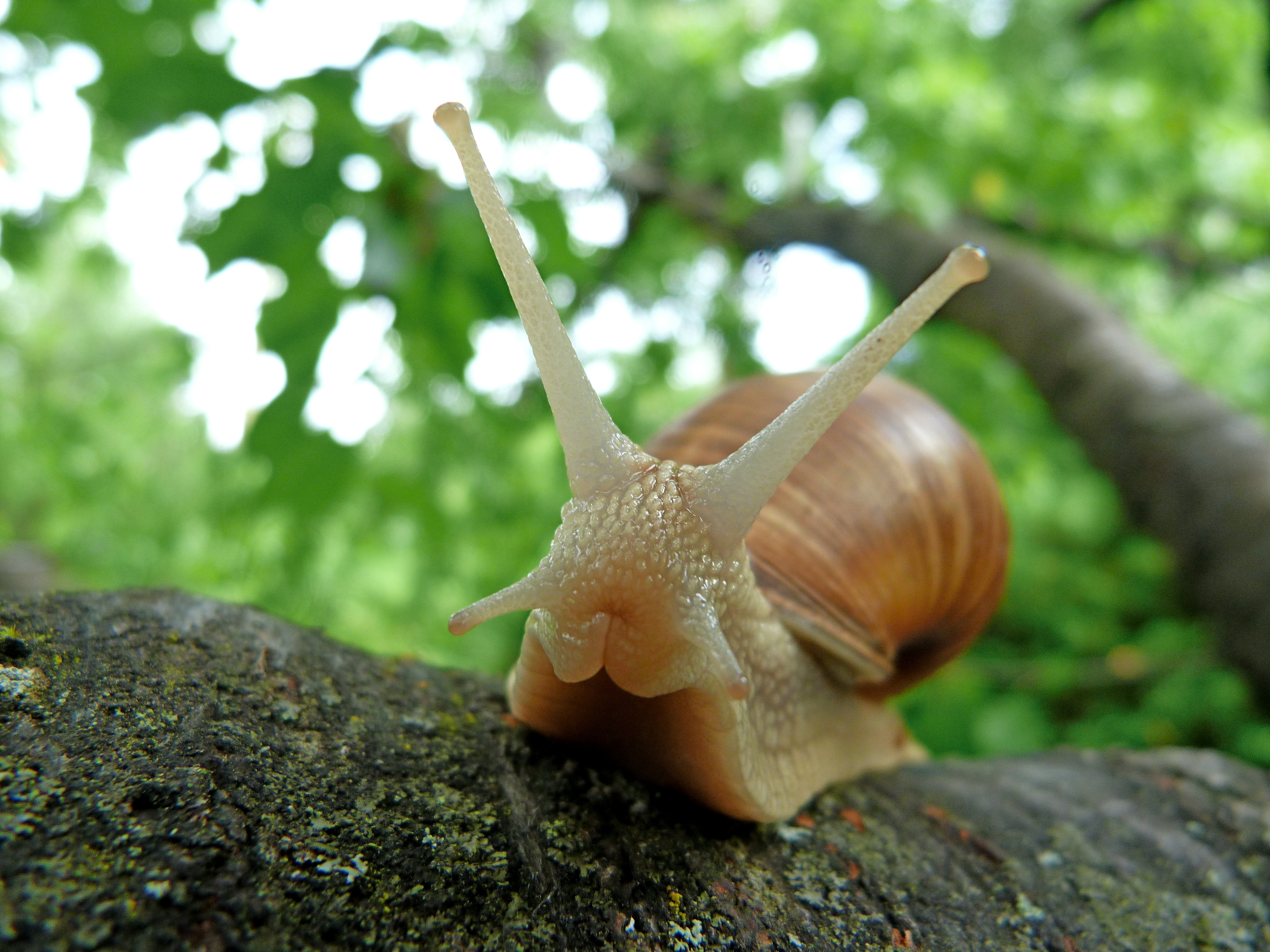 Free photo Close-up of a snail