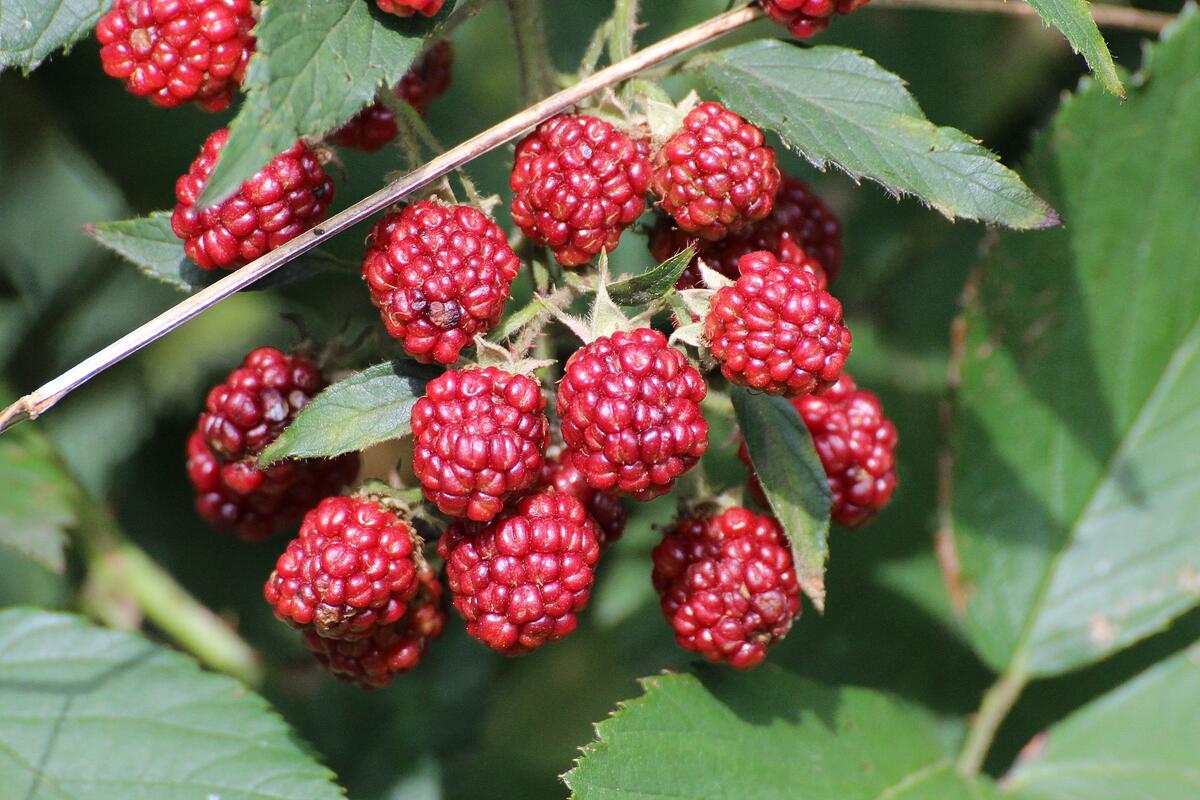 Shrub with raspberry berries