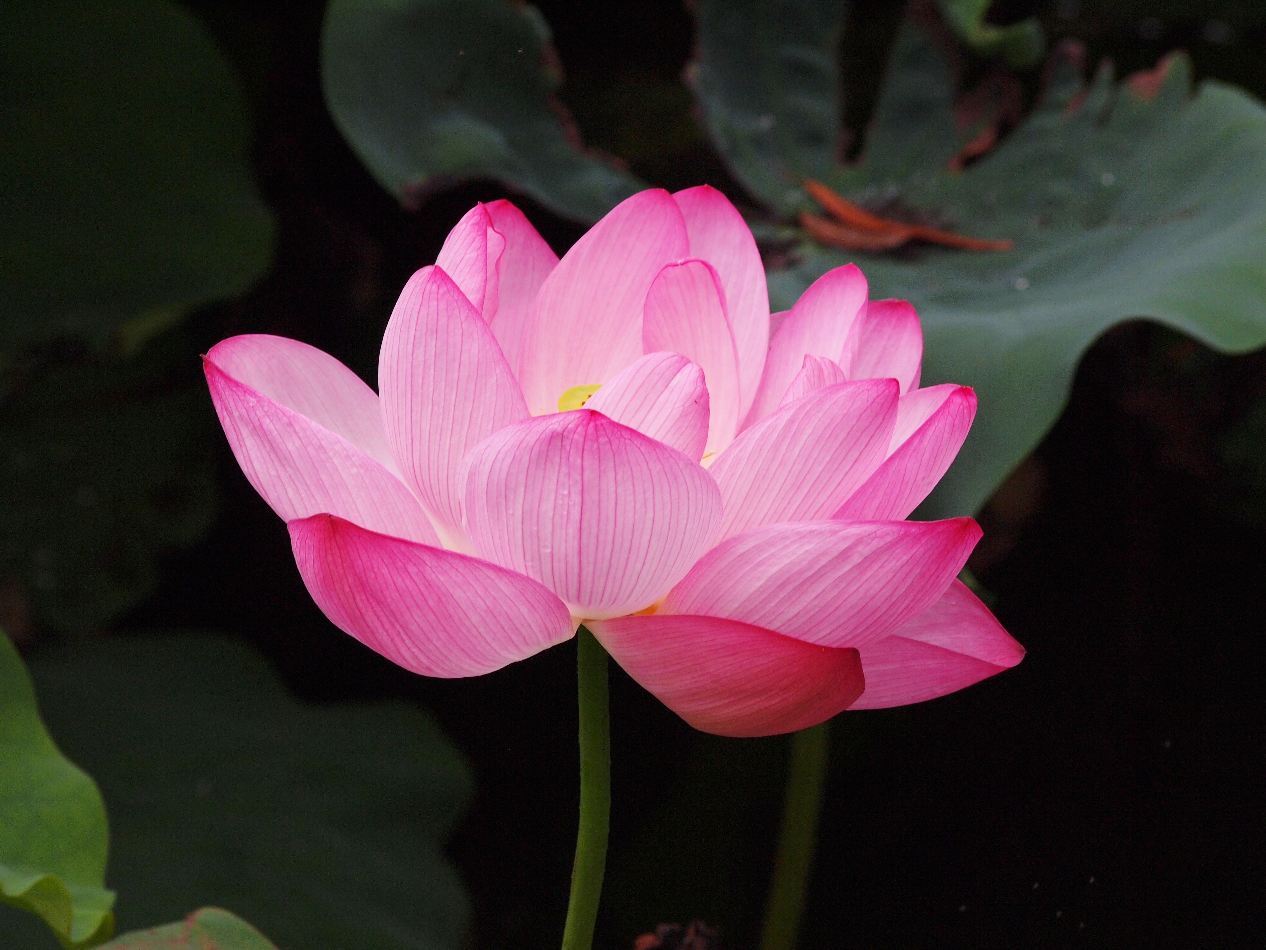 Бесплатное фото Розовый цветок Лотоса