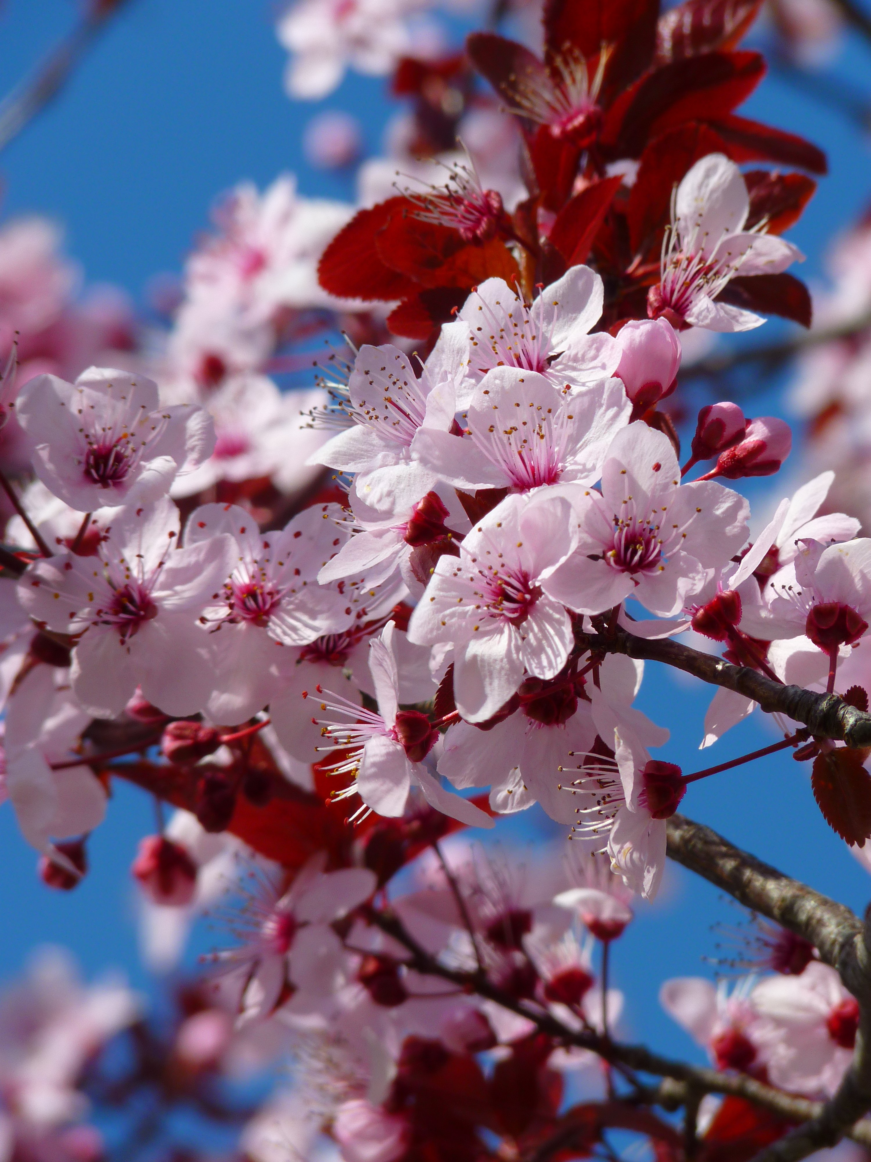 Бесплатное фото Розовые цветы цветущей вишни