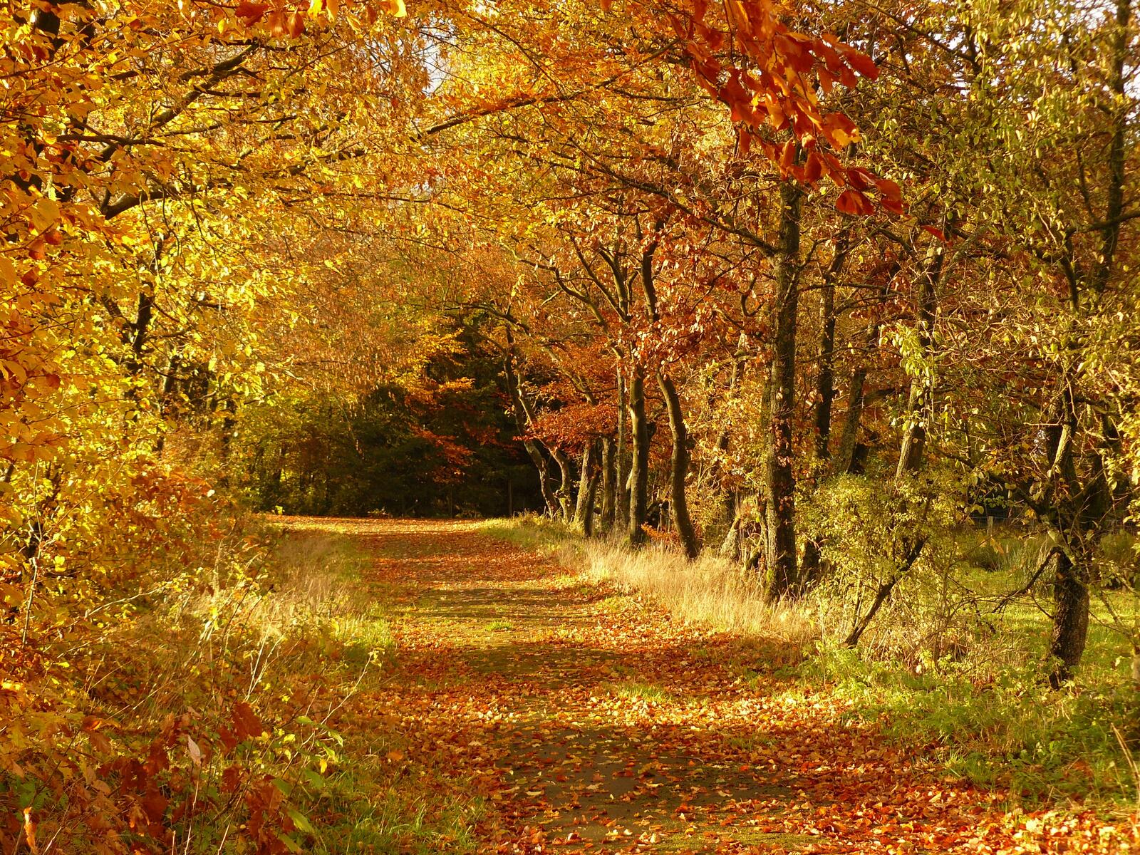 Бесплатное фото Прогулка в осеннем лесу