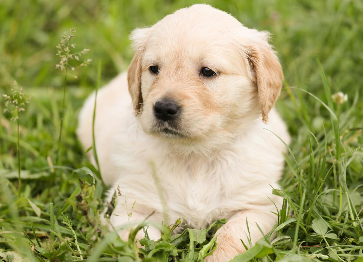 A little golden retriever puppy lies on the green grass