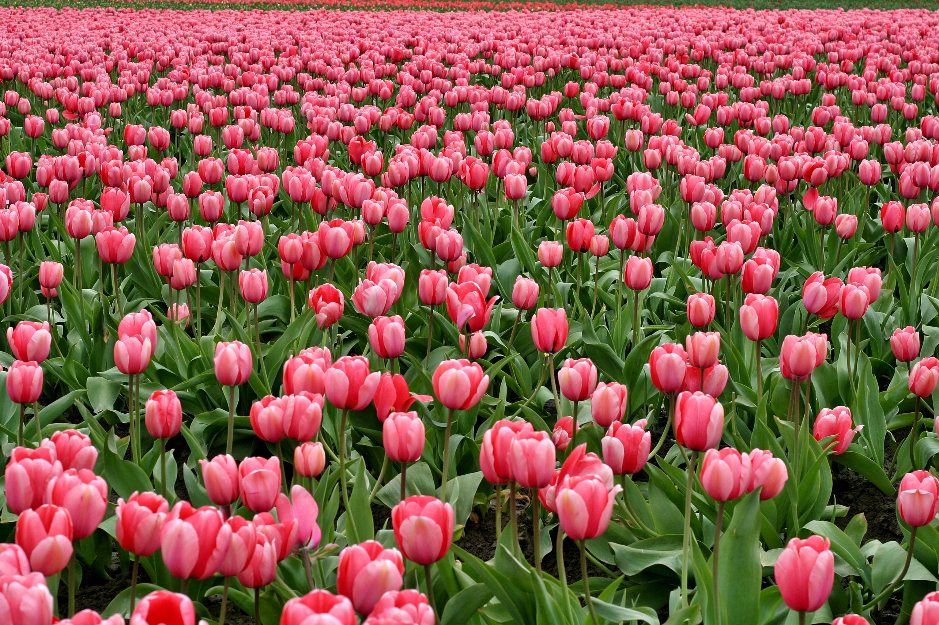 A large field of pink tulips.