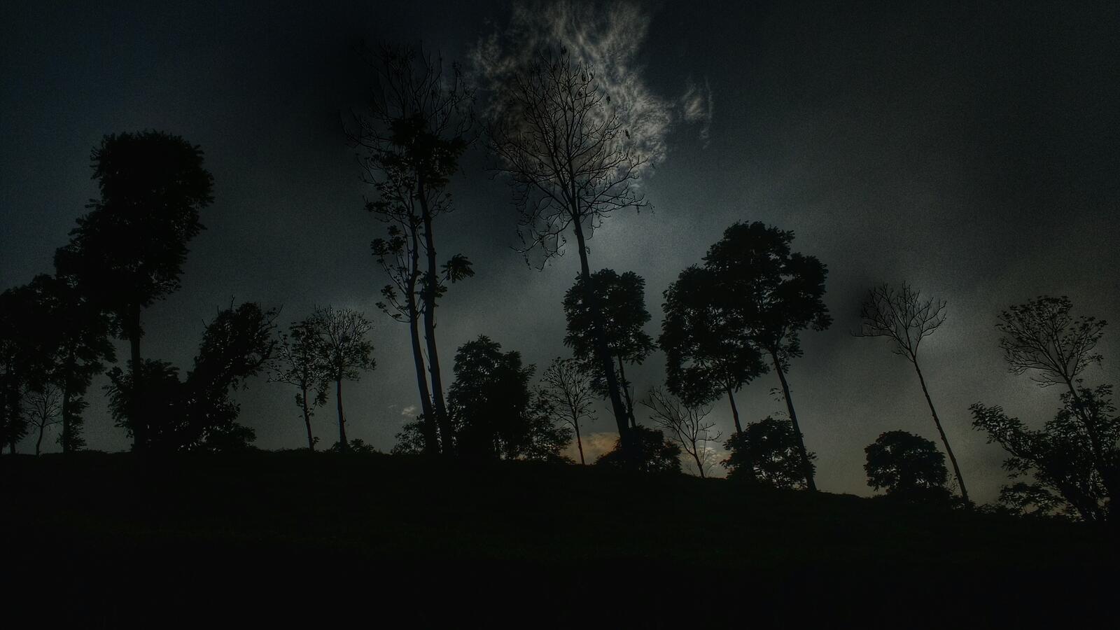 Free photo The dark, dark night with the treetops