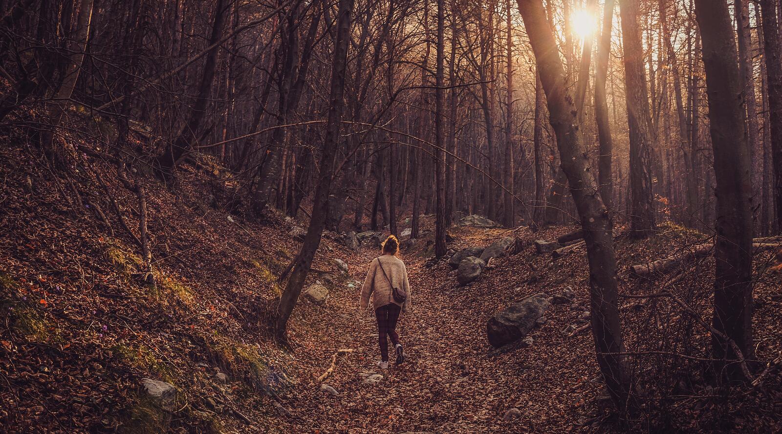 Бесплатное фото Прогулка по осеннему лесу