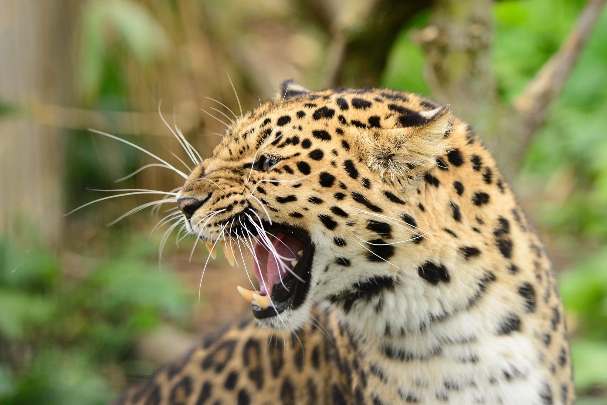 Фото бесплатно обои леопард, вид в профиль, большие кошки