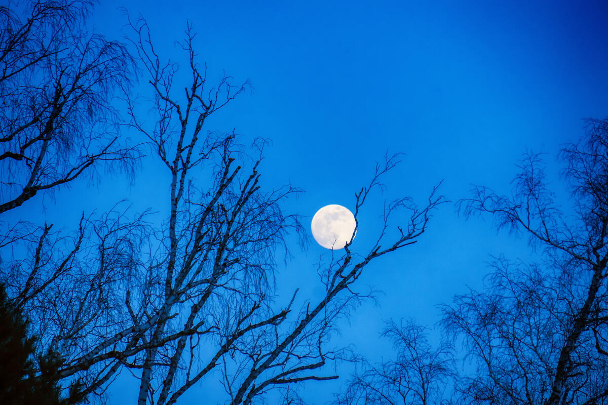 The moon in the evening sky in the forest.