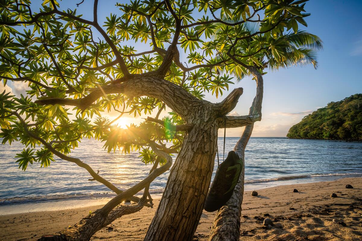 A lost sneaker hangs from a tree by a sandy beach