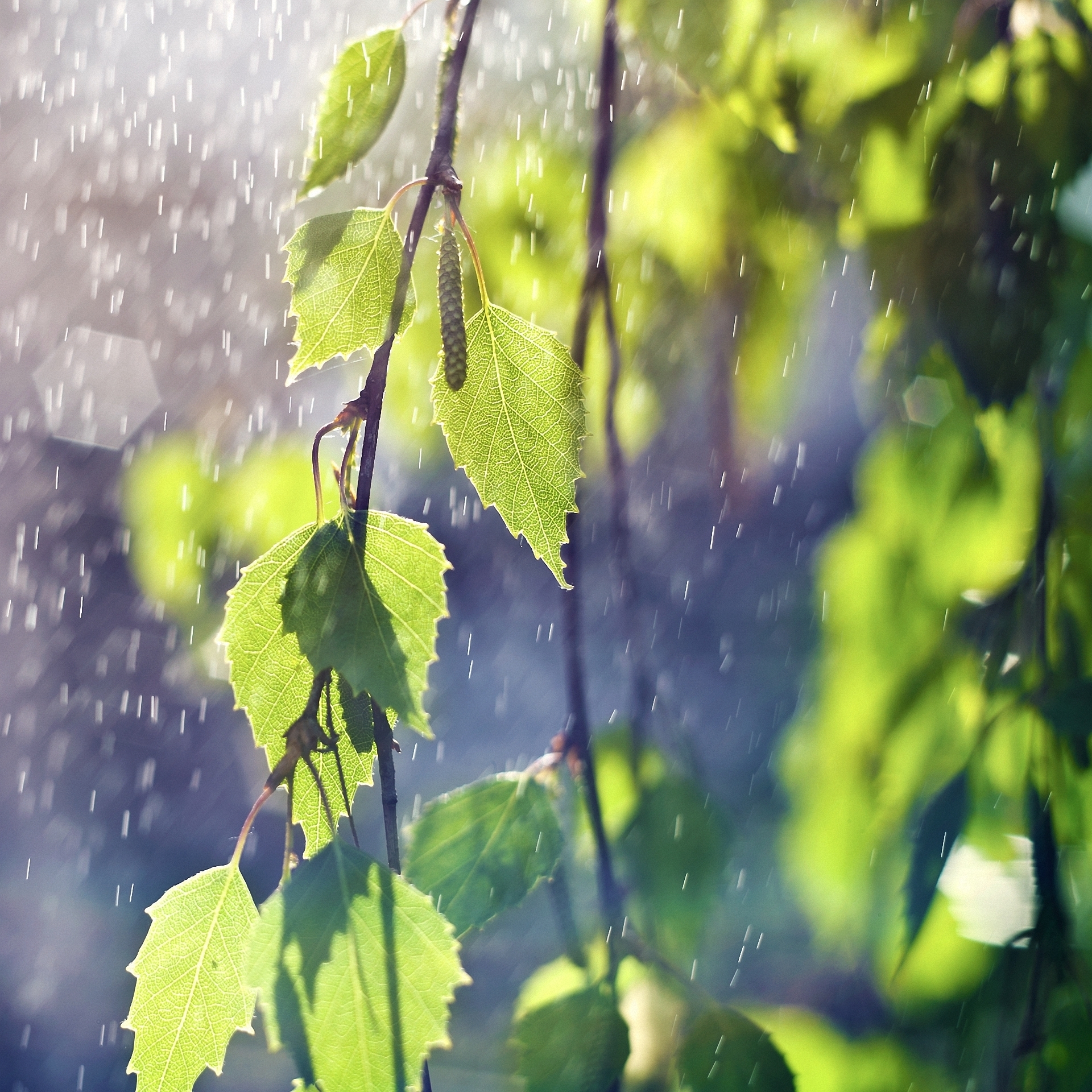 Бесплатное фото Листики березы под дождем