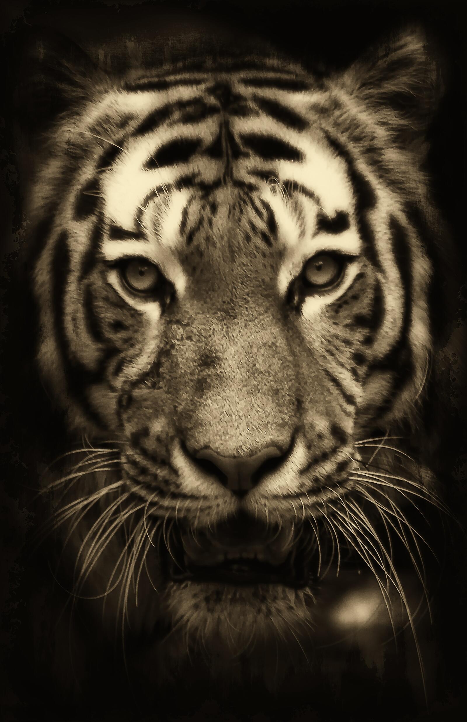Free photo Close-up of a tiger`s face