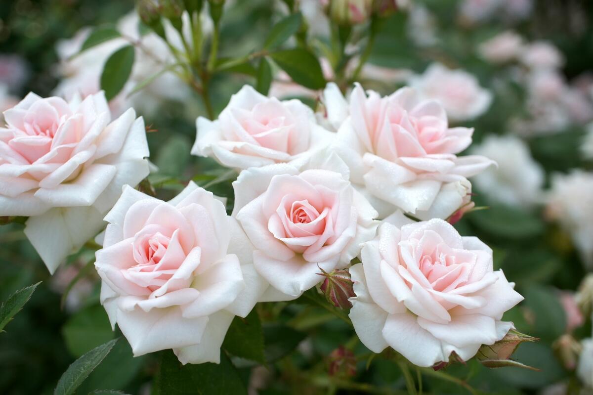 Delicate white roses