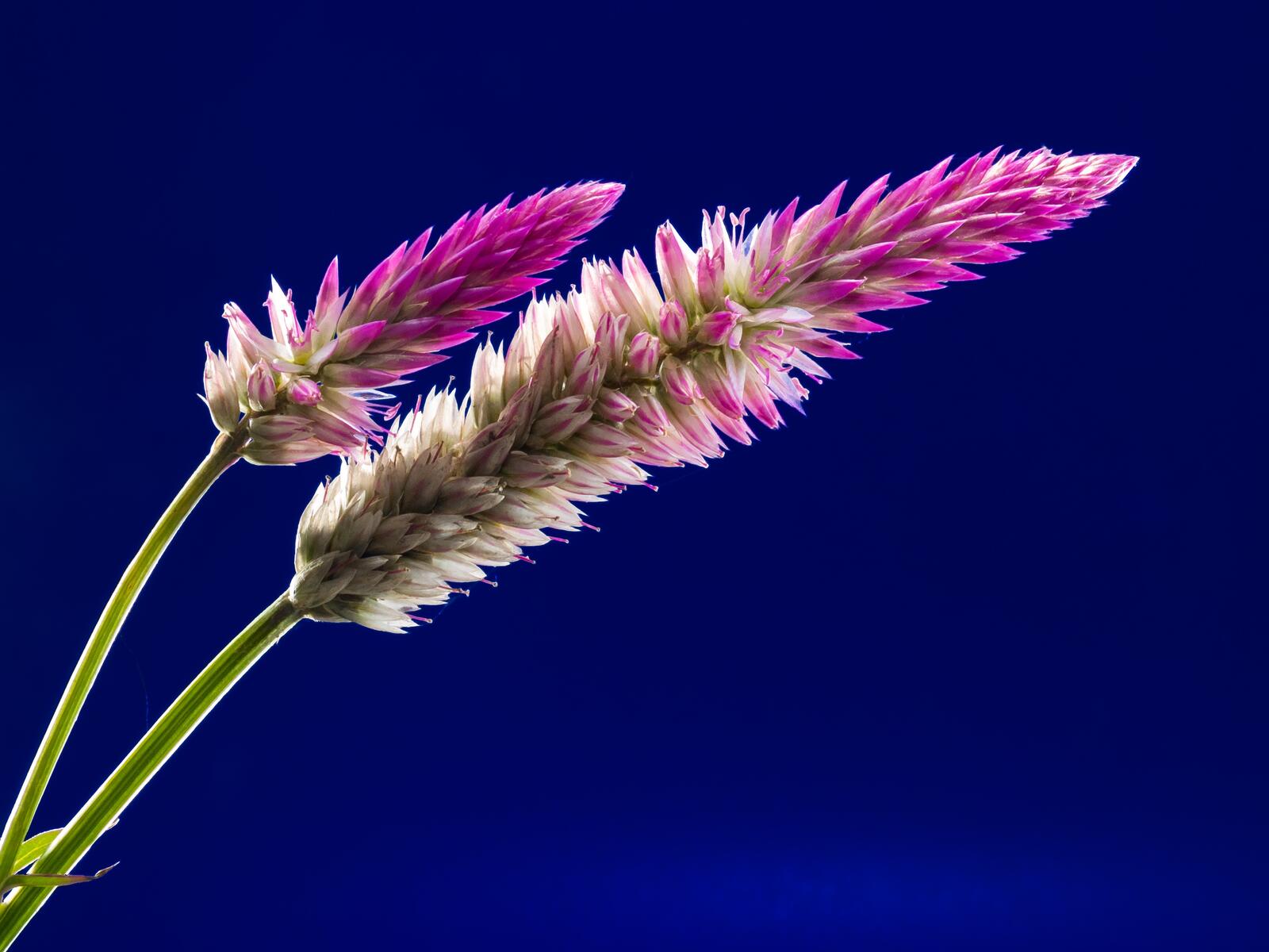 Бесплатное фото Дикий цветок розового цвета на краях