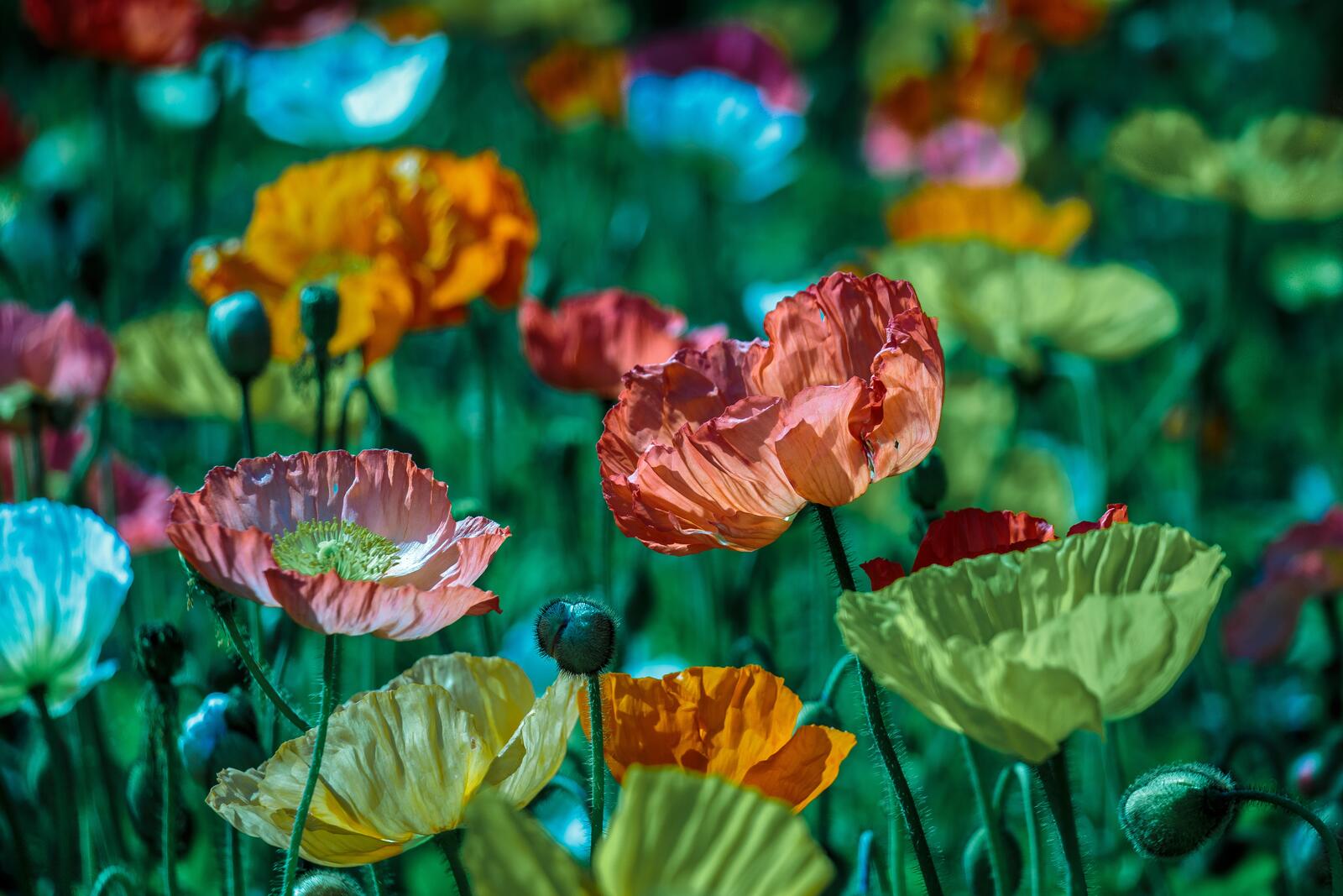 Бесплатное фото Поле с разноцветными цветками мака