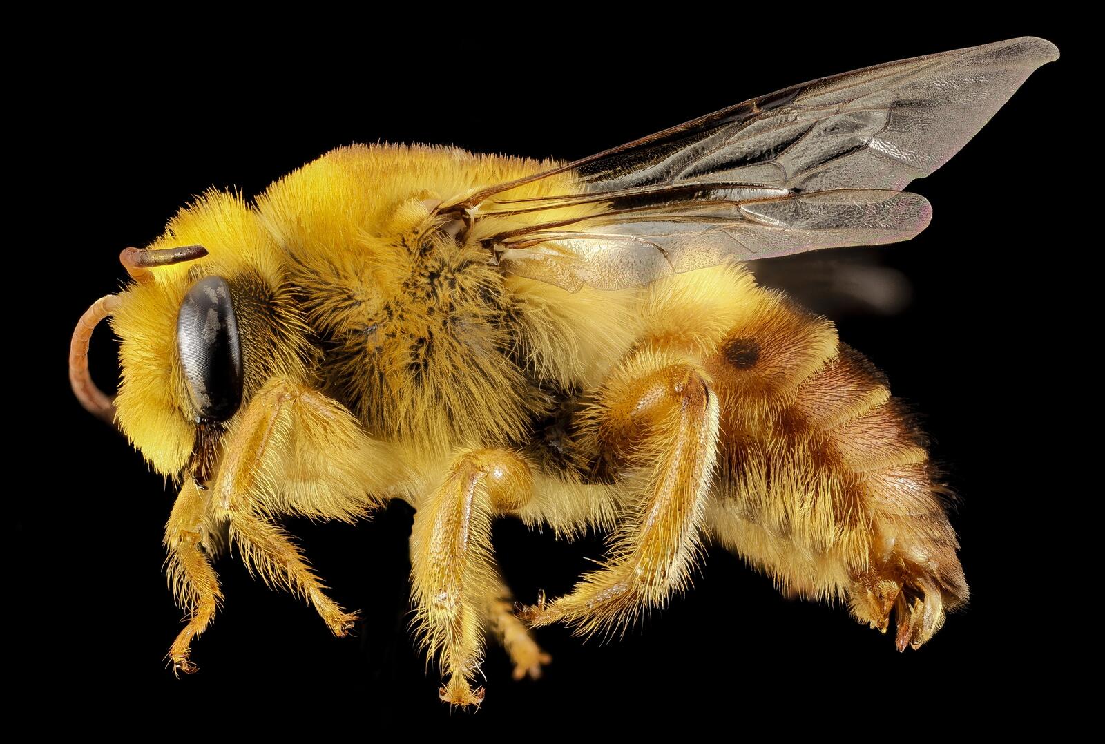 Бесплатное фото Пчела крупным планом на черном фоне
