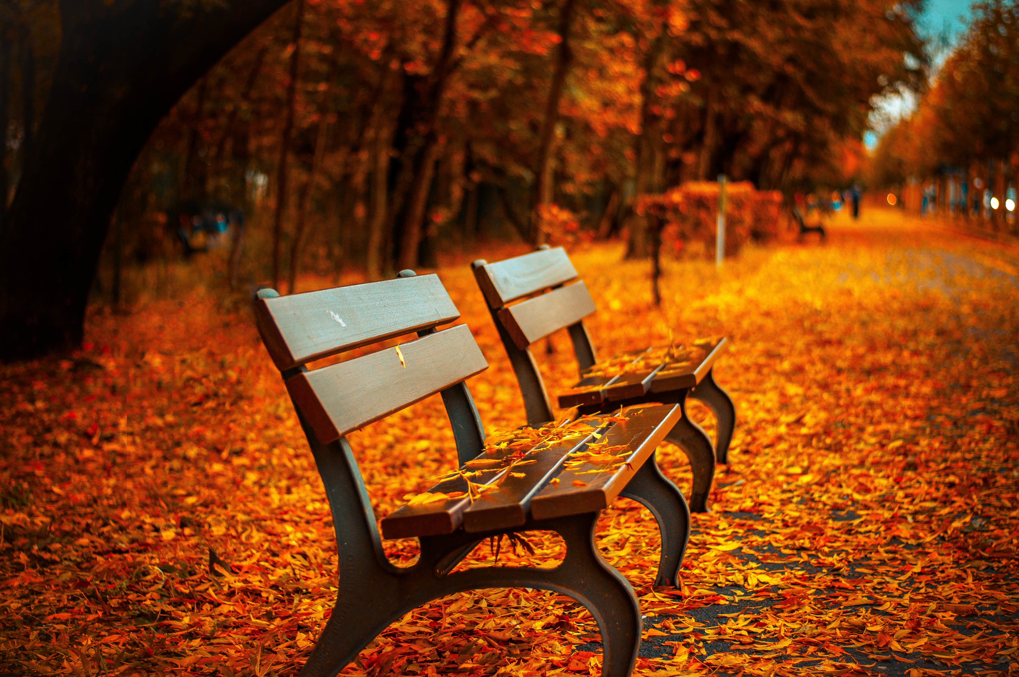 Benches in the fall alley