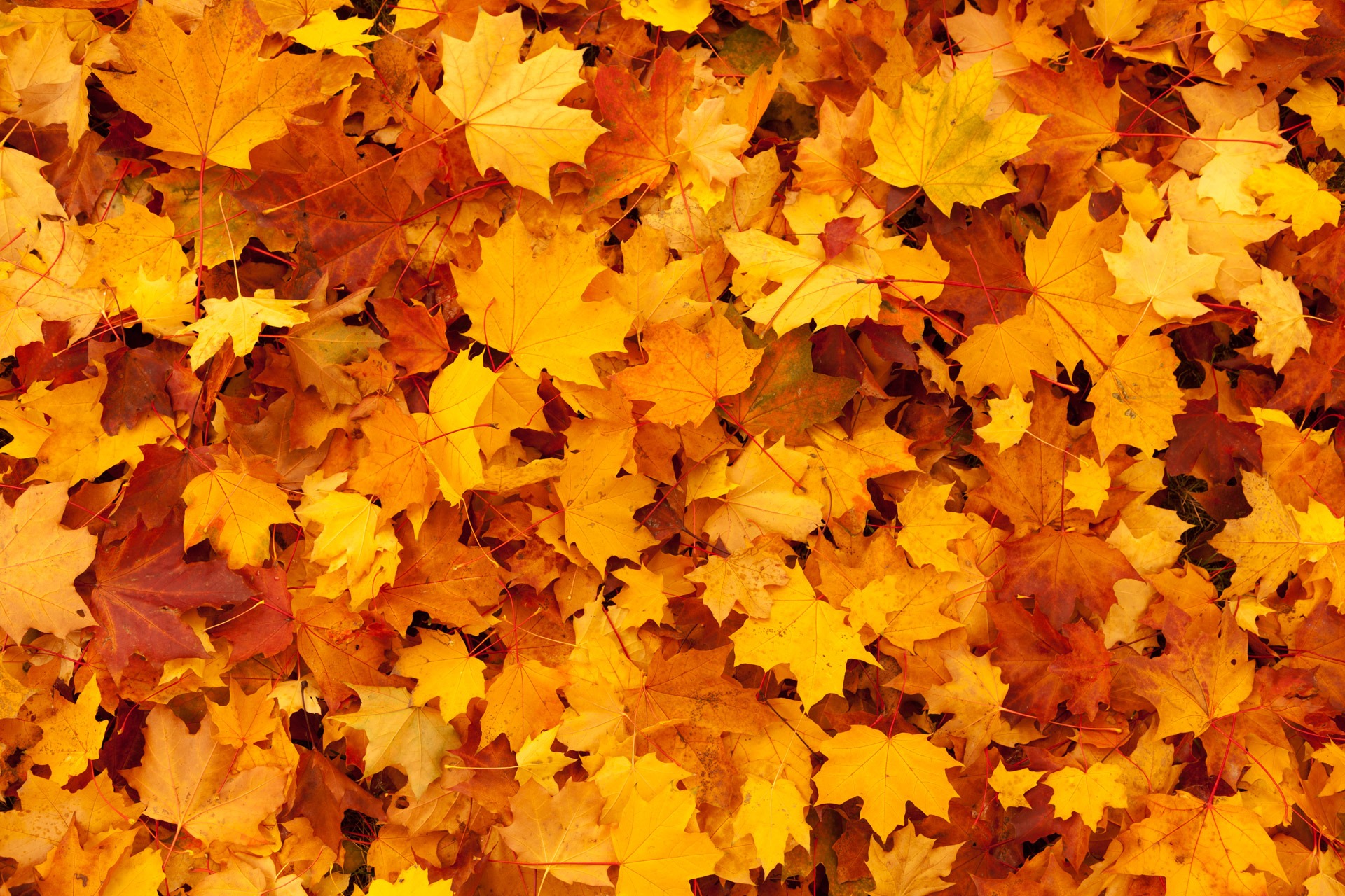 Free photo Autumn flattering maples on the ground