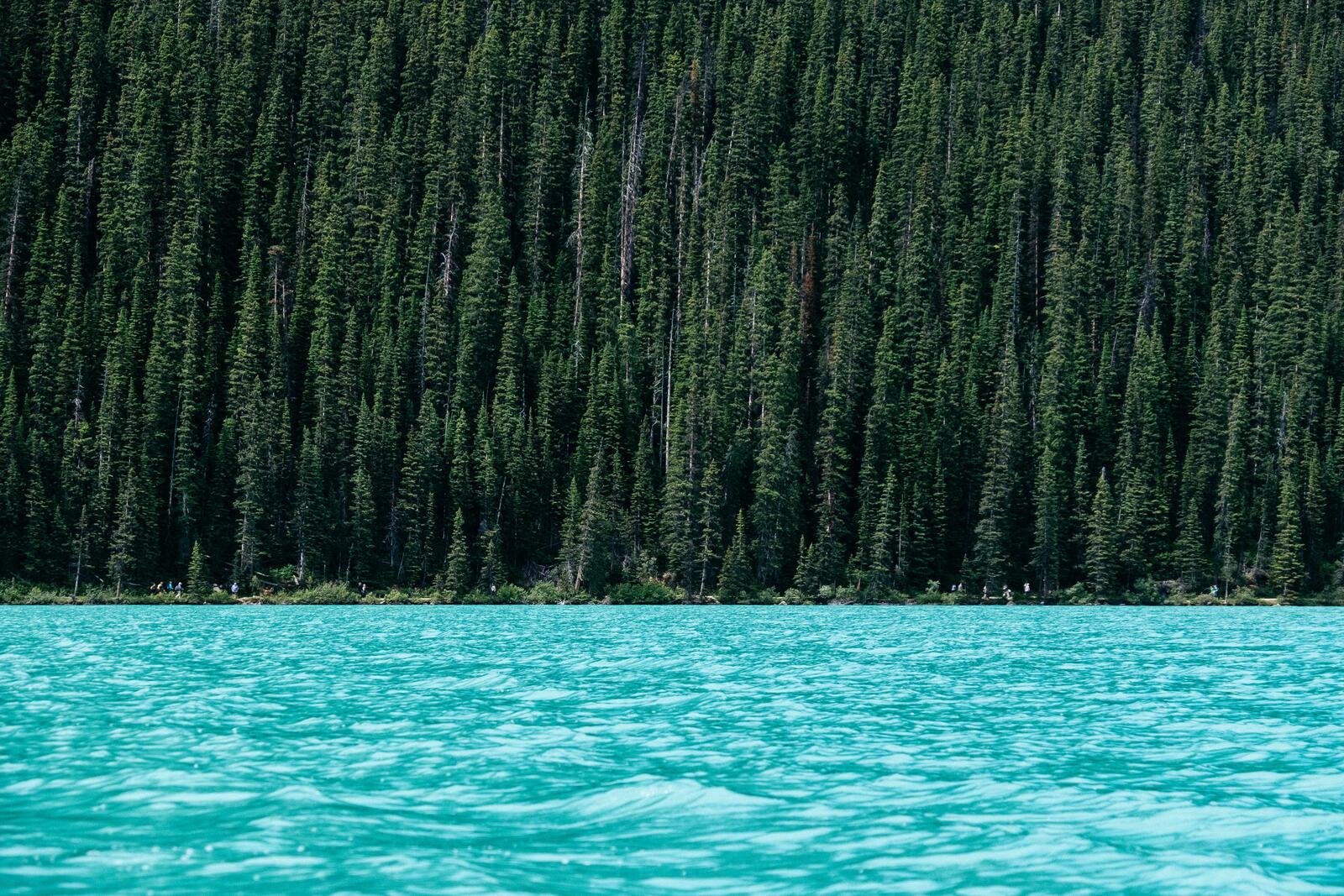 Бесплатное фото Озеро с голубой водой рядом с хвойными деревьями