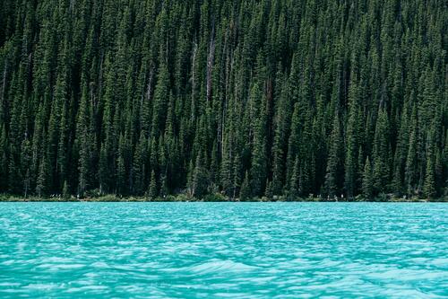 Озеро с голубой водой рядом с хвойными деревьями