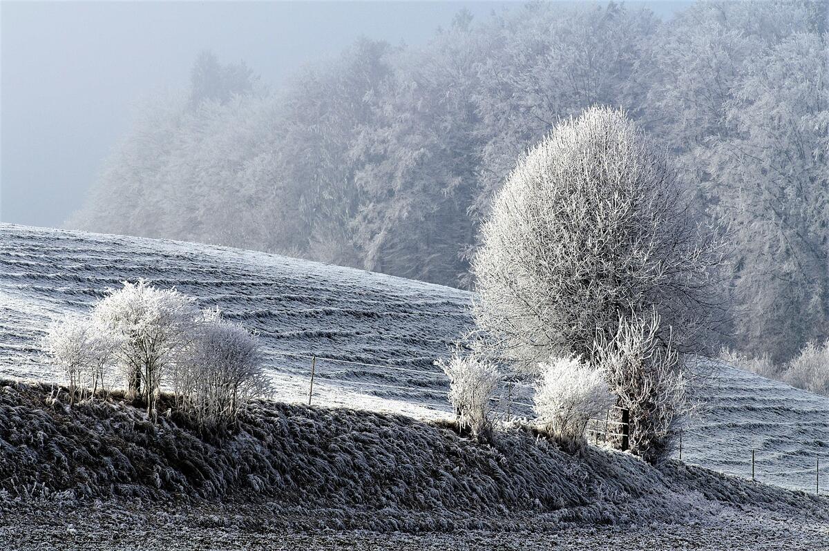 Beautiful trees on a frosty winter`s day