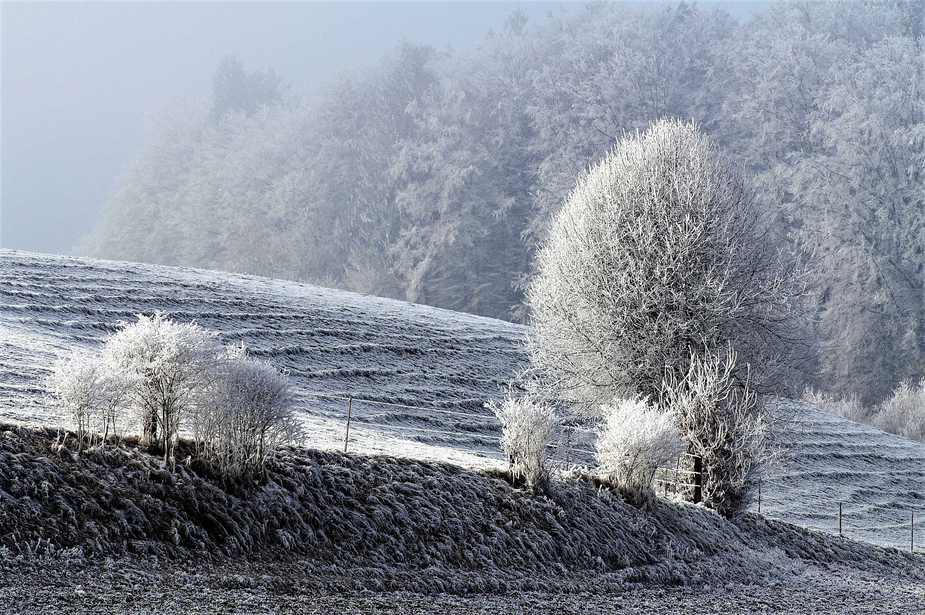 Бесплатное фото Красивые деревья морозном зимним днем