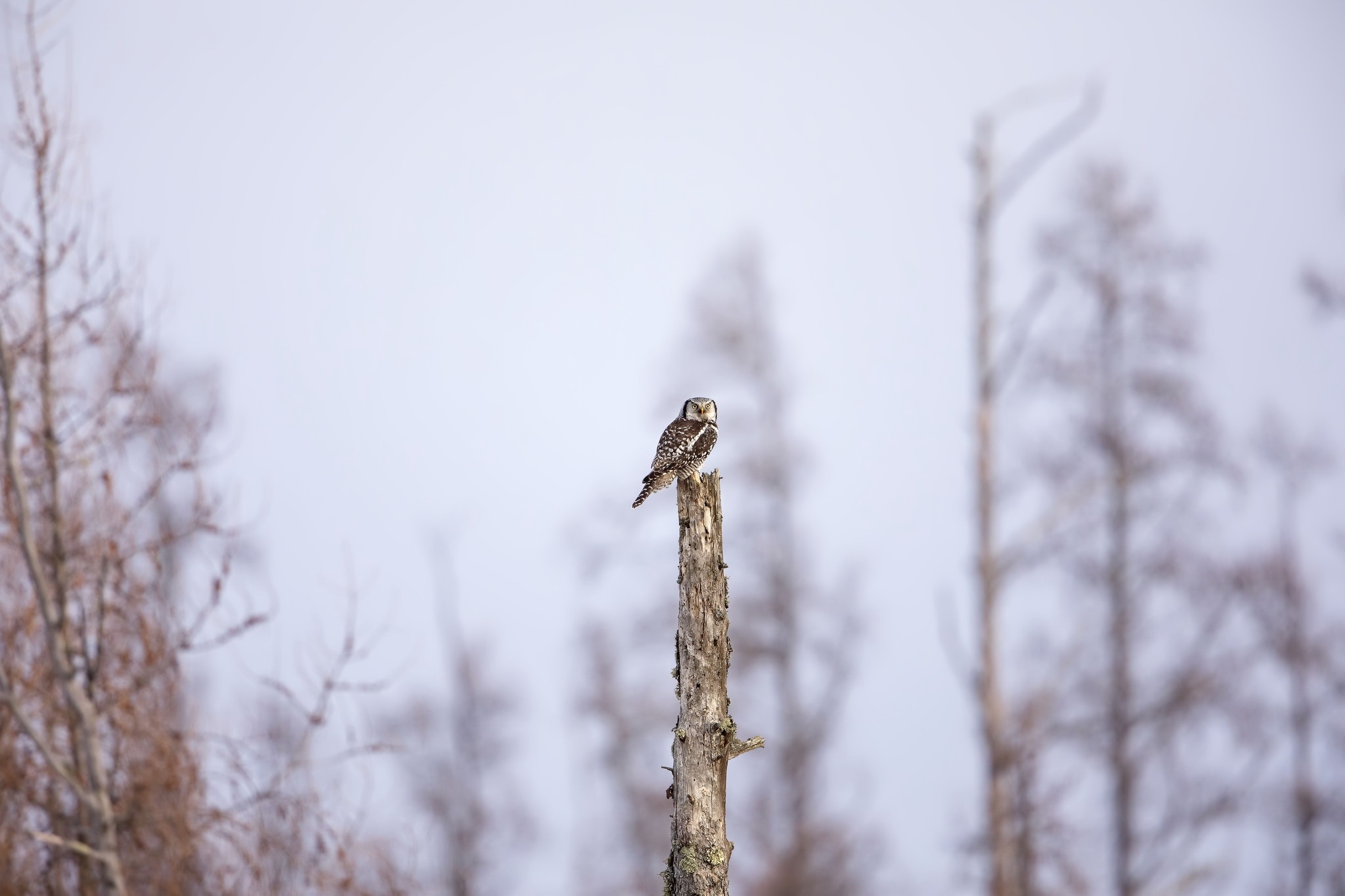 Фото обои сова, стоя, птицы, размытый - бесплатные картинки на Fonwall