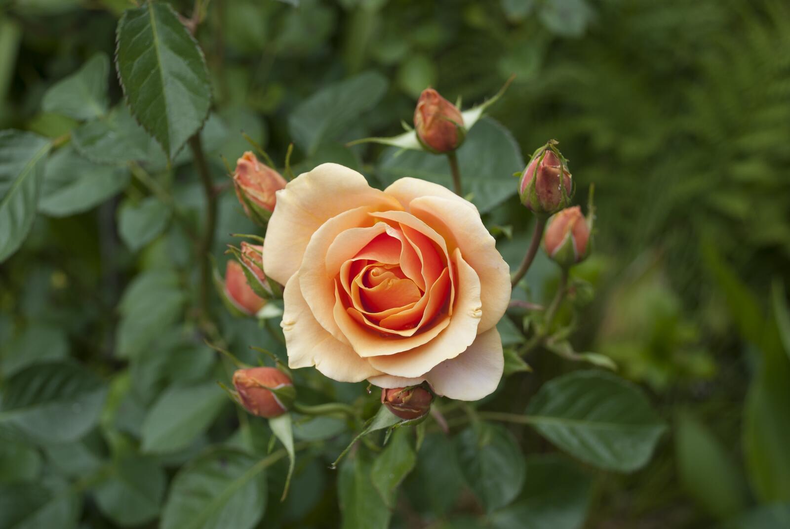 免费照片一个年轻的灌木丛中的玫瑰花