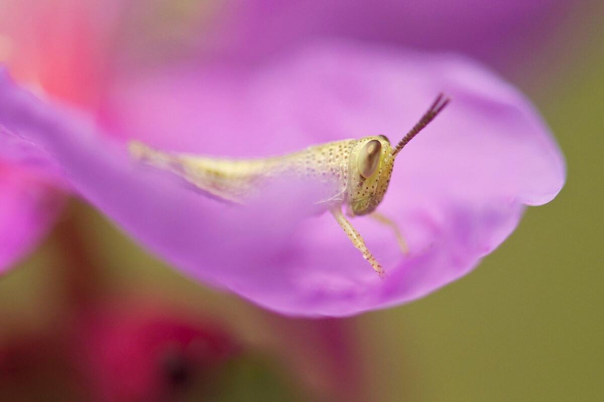 A cricket on a pink flower