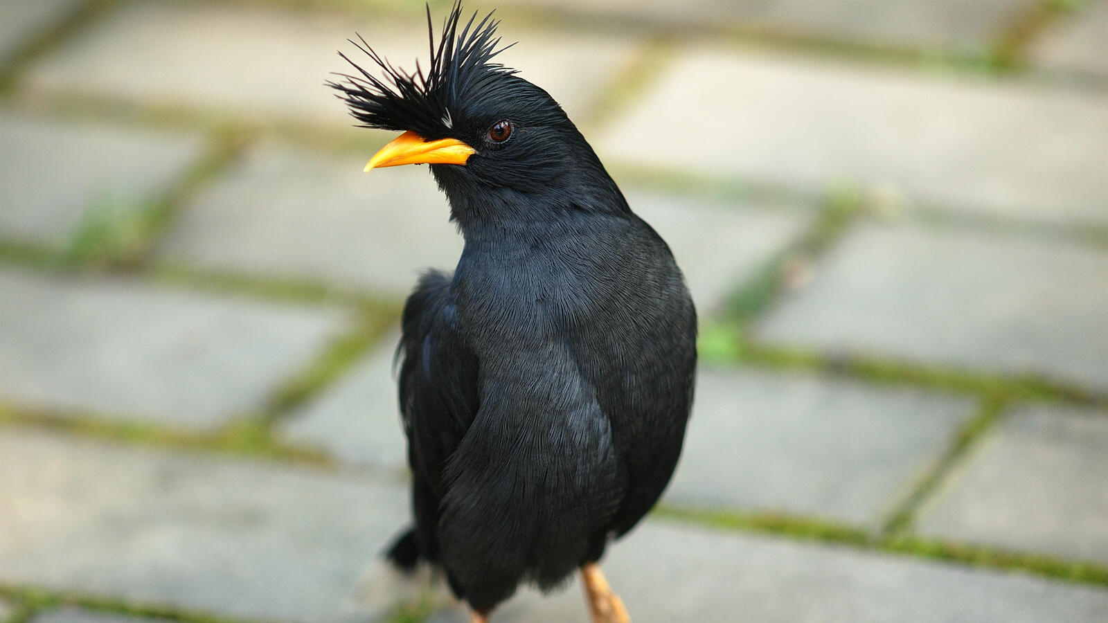 Бесплатное фото Черная птица с хохолком