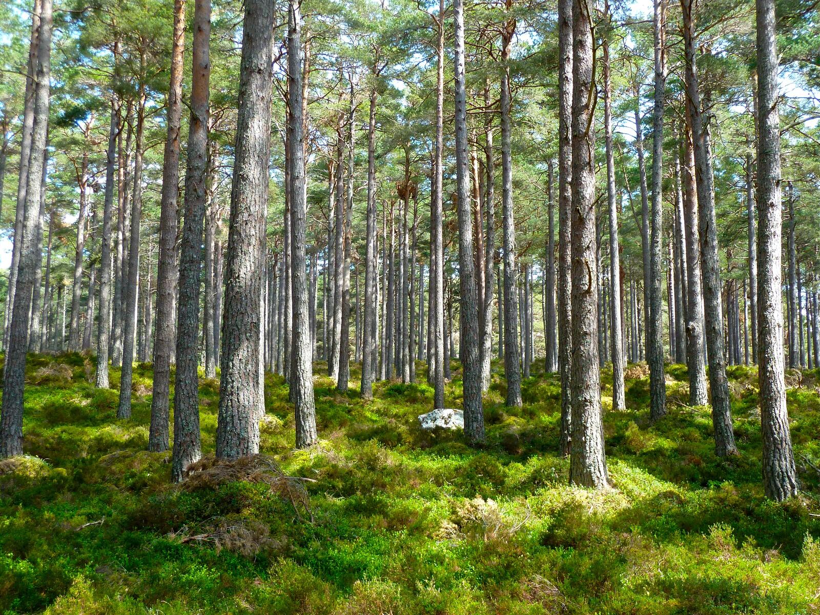 Бесплатное фото Редкий лес с высокой зеленой травой