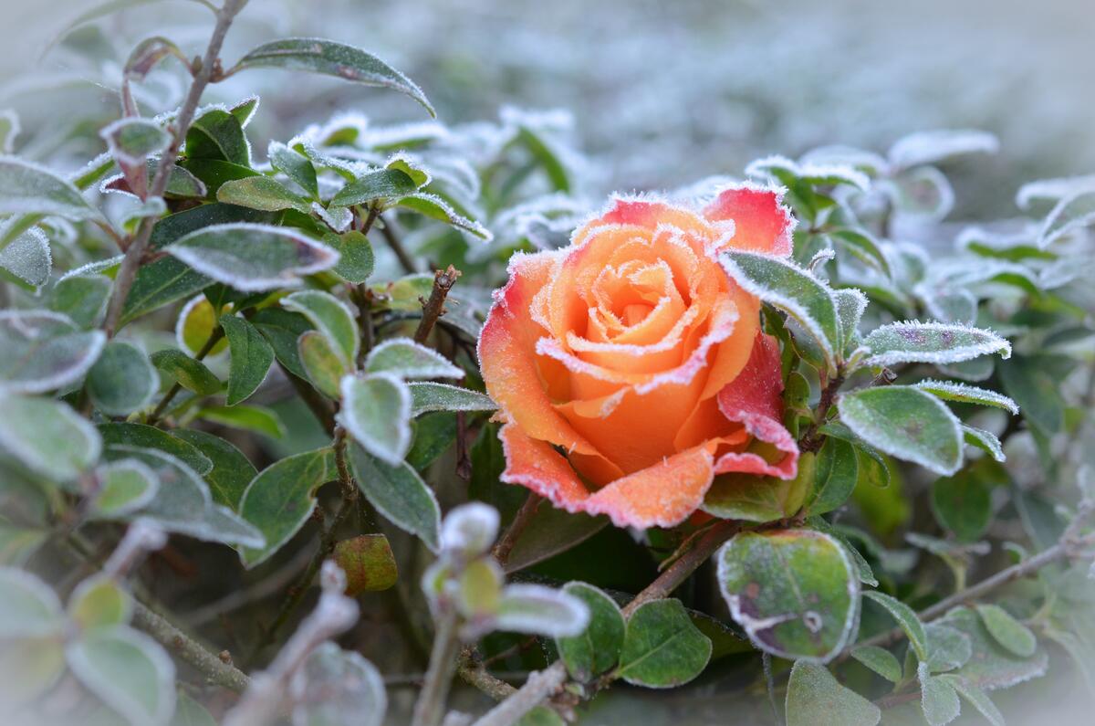 Frozen shrub with an orange rose