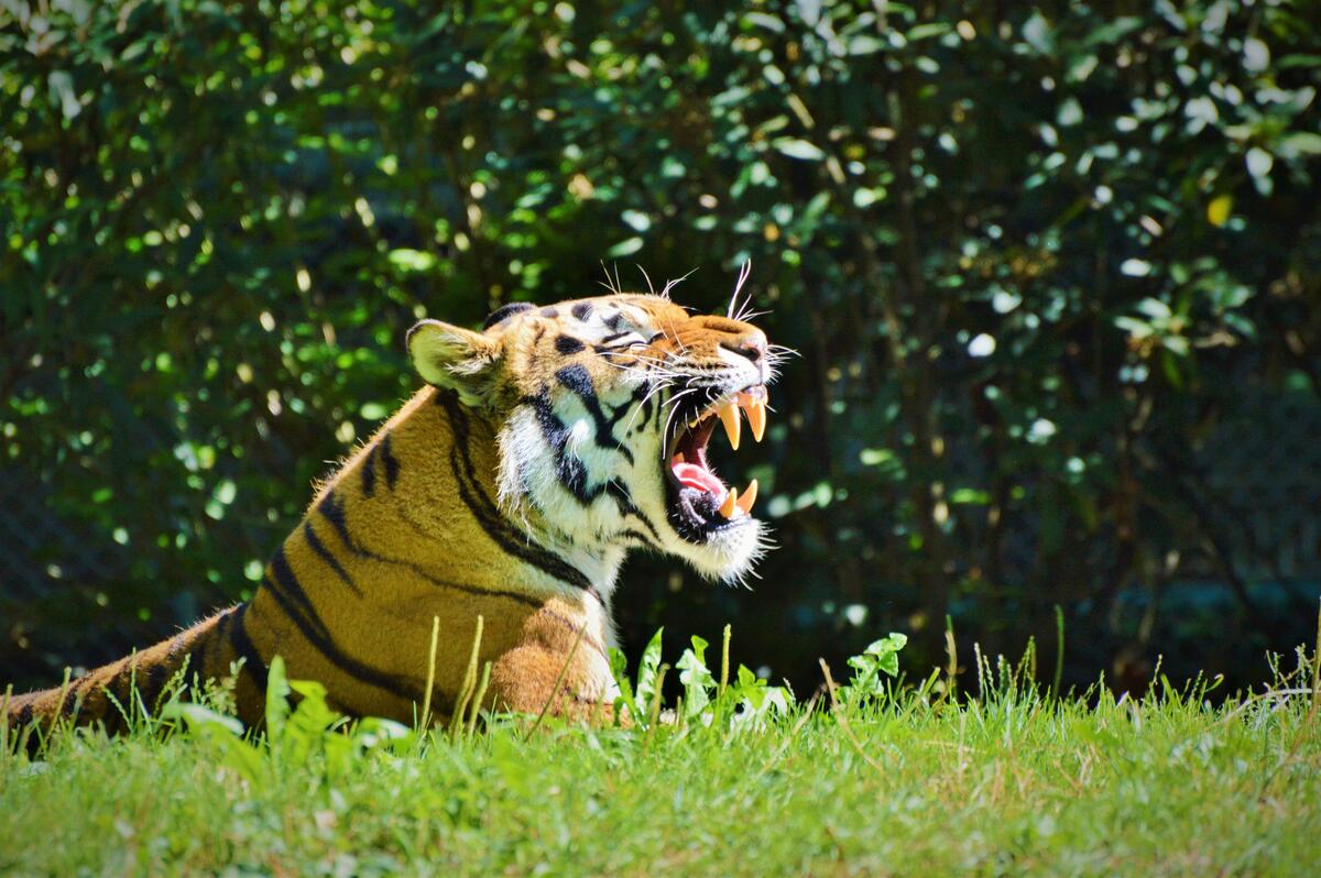 Тигр греется на солнышке