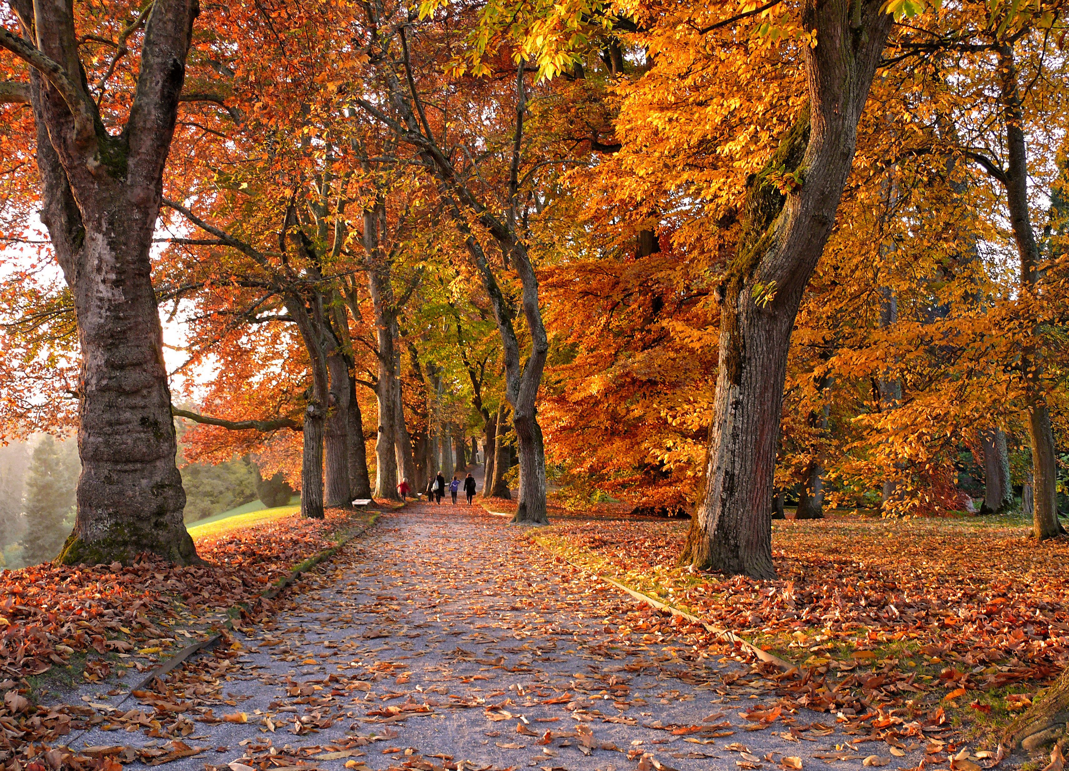 Бесплатное фото Усаженная деревьями аллея осенью