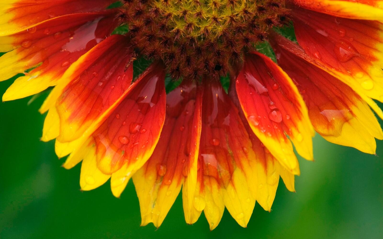 Бесплатное фото Цветной цветочек под дождем