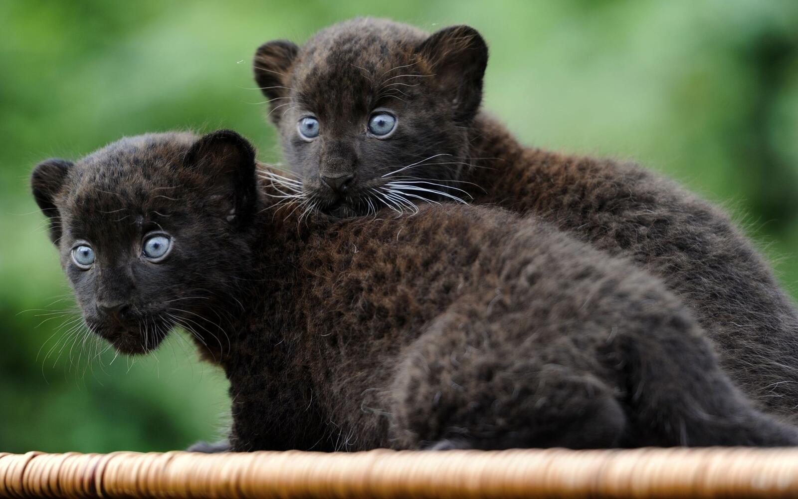 Wallpapers cub cute wallpaper black panthers on the desktop