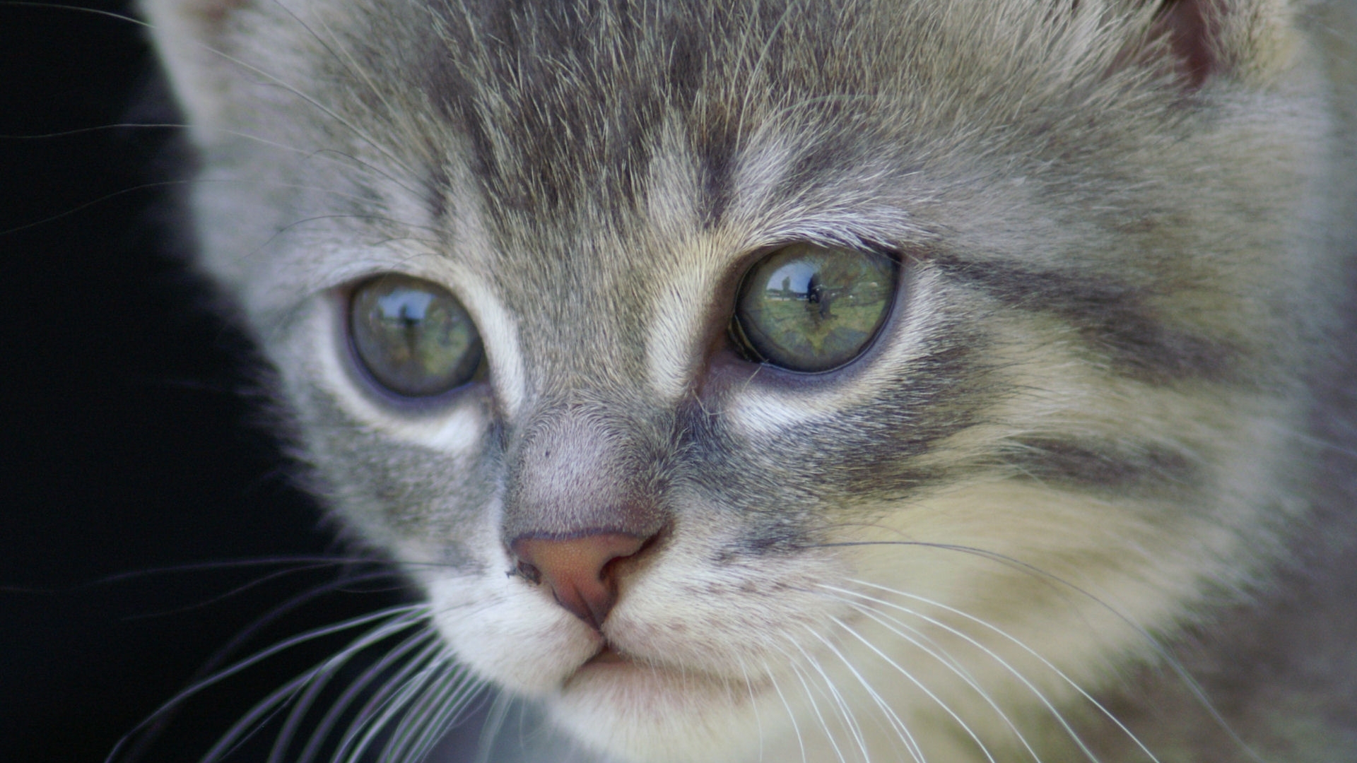 Wallpapers kitten face eyes on the desktop