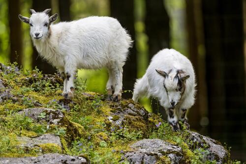 Goats walking in the woods looking for food