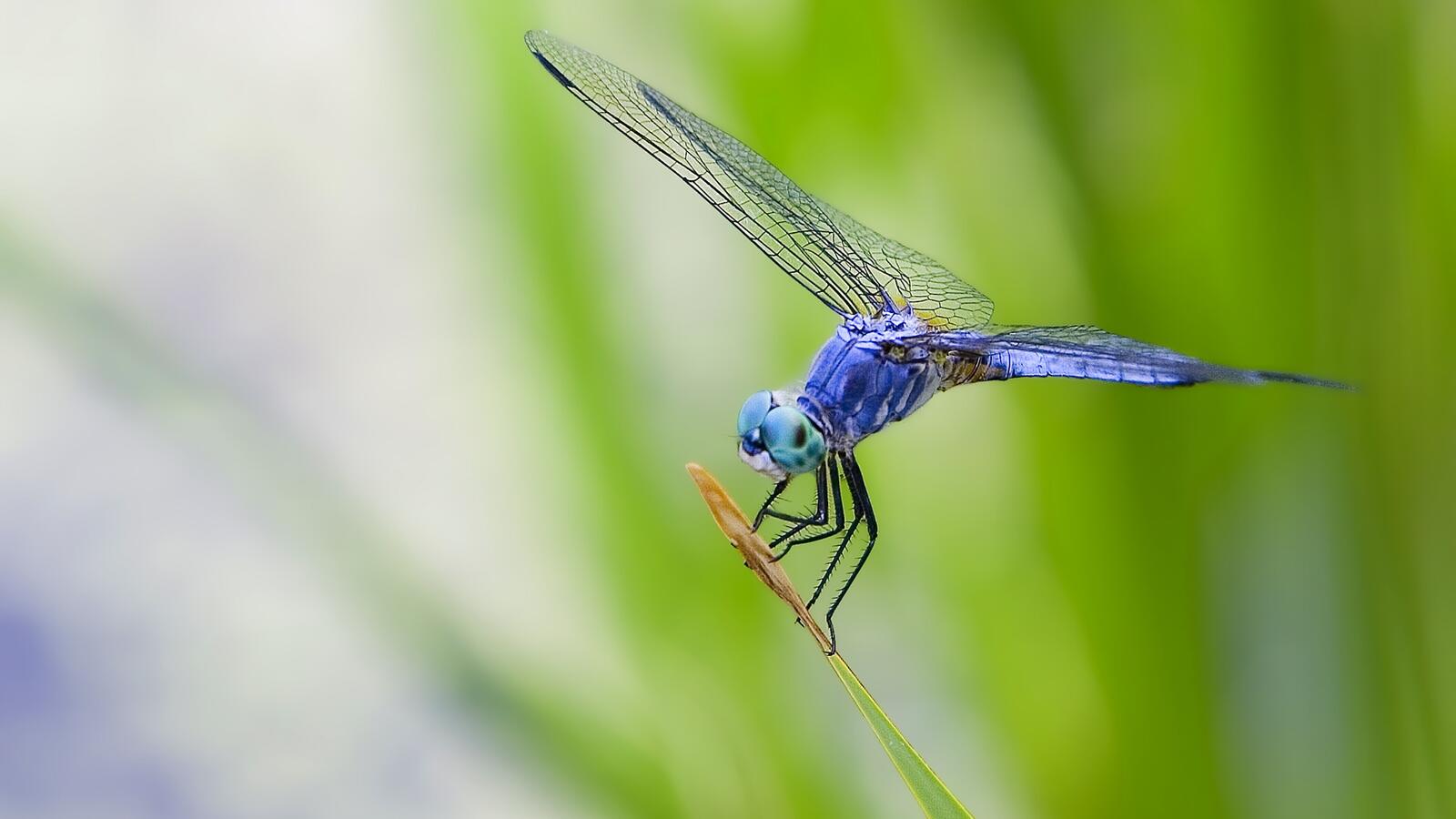 Free photo A blue dragonfly on a twig