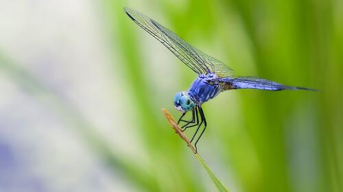 A blue dragonfly on a twig