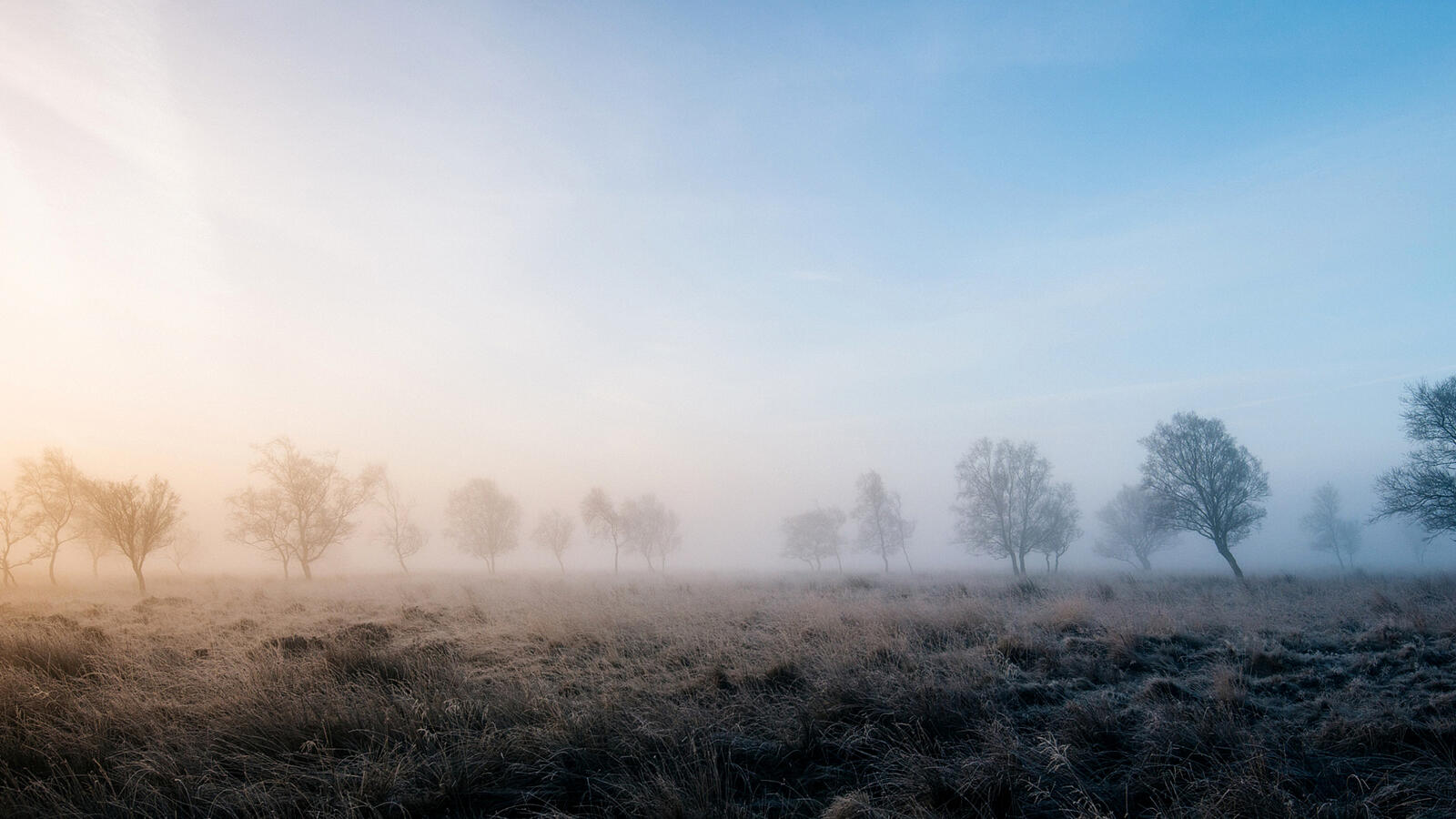 Wallpapers Steppe fog einkehr nature the trees on the desktop