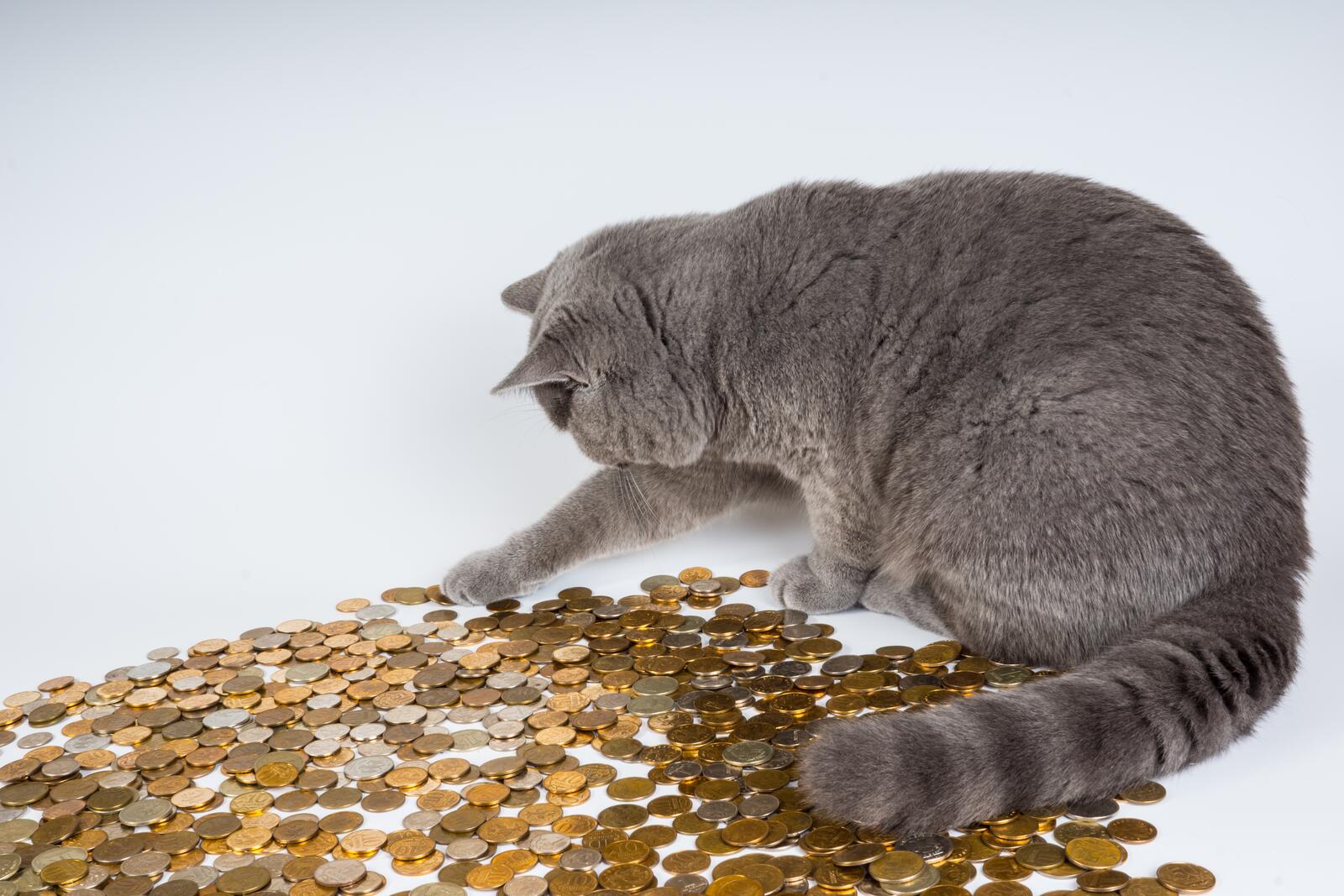 Free photo The gray cat plays with gold coins