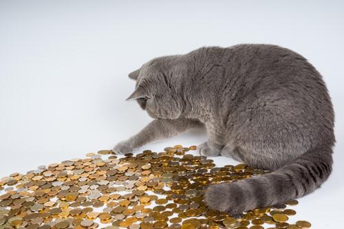 Серый кот играет золотыми монетами