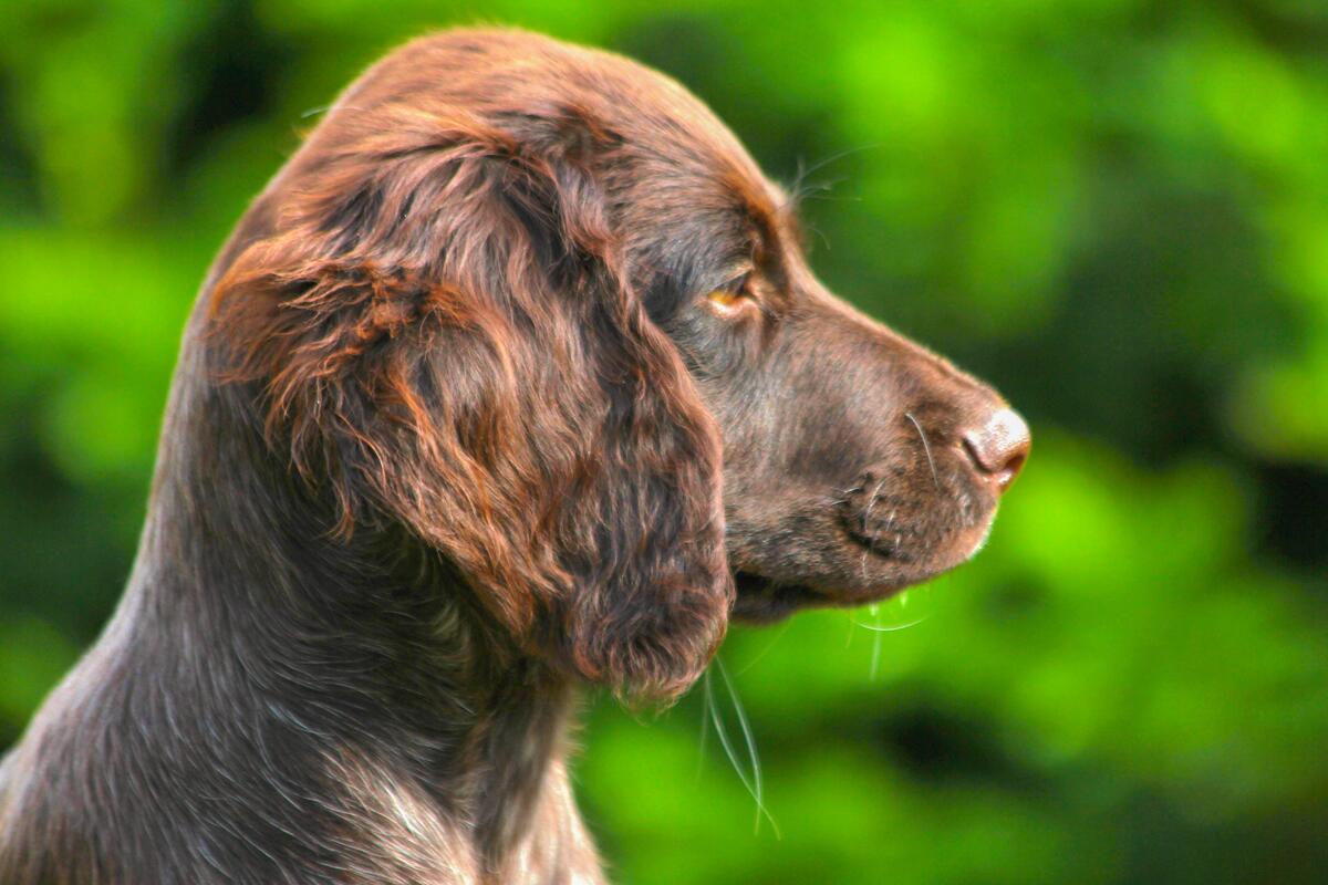 A German long-haired pointer puppy looks away